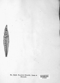 Puccinia dianthi image